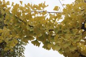 6645-Ginkgo biloba Pendula_02